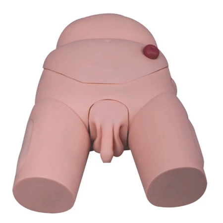 Anatomical Model for Bladder Catheterization (Male/Female), D34