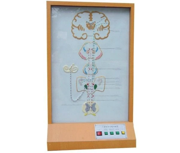 Electronic Model of the Vestibular Apparatus 17207