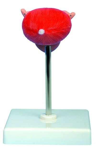 Urinary Bladder Model with Ureters and Urethra - Model 15115