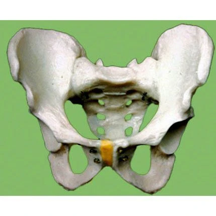 Male Pelvis Skeleton Model for Anatomical Study G4011