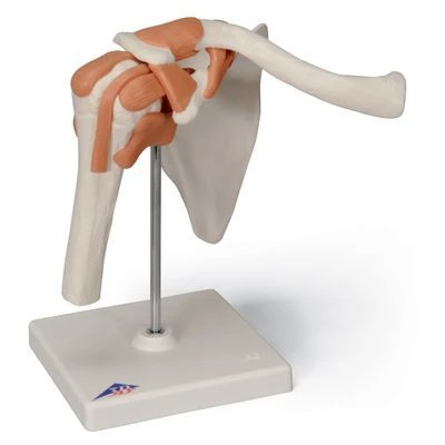 Human Shoulder Joint Model for Anatomical Study 11202