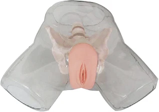 Female Bladder Catheterization Training Model NS6031 / D2/D4