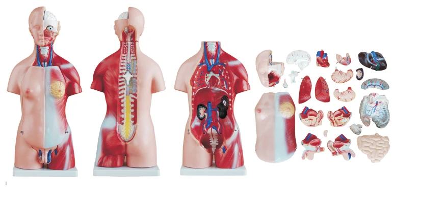 نموذج جسم الإنسان (يونيكس)، 45 سم، 23 قطعة، T1008