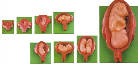 Embryonic Development Stages Model 42005/GP6637