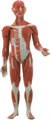 Anatomical Human Body Model with Internal Organs 178 cm, Art. 11301-1