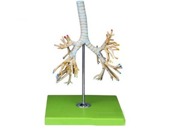 Anatomical Bronchial Model with Color-Coded Airways, Art. 13007