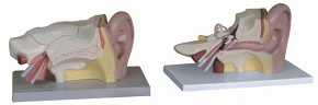 Ear Anatomy Model (3:1), Art. S7201