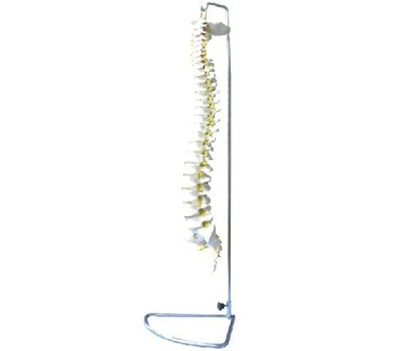 Flexible and Rigid Spine Model 11106 for Educational Use