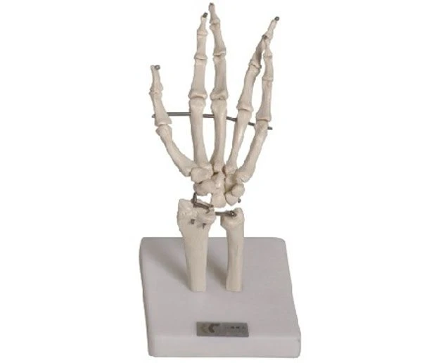 Hand Joint Model Demonstrating Flexibility, Art. 11201-3