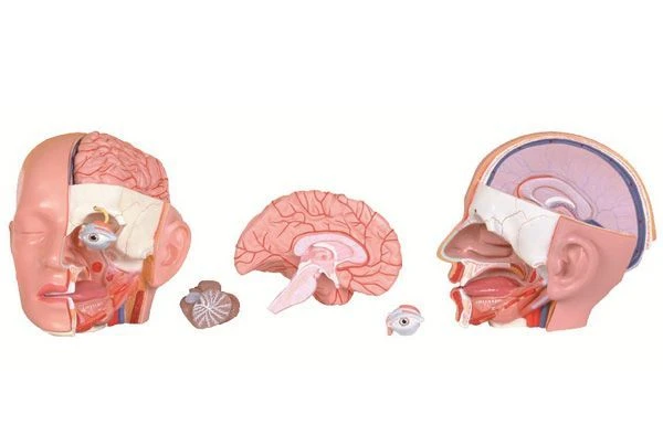 Anatomical Head Model (5 Parts), Art. 18234
