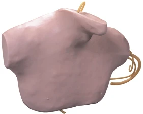 نموذج تدريب على قسطرة الأوردة المركزية CS6041 / L68B