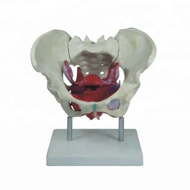 Anatomical Model of Female Pelvic Muscles and Organs, SK1128A