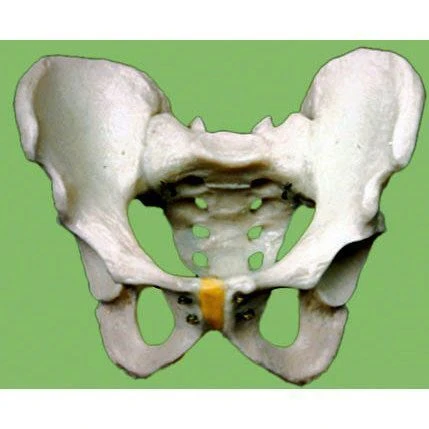 Male Pelvis Sagittal Section Model G4011