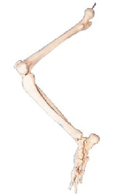 Lower Limb Bones (Thigh, Shin, Foot) Model 11131
