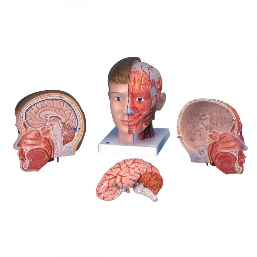 Anatomical Model of Head, Neck, and Brain, 18231