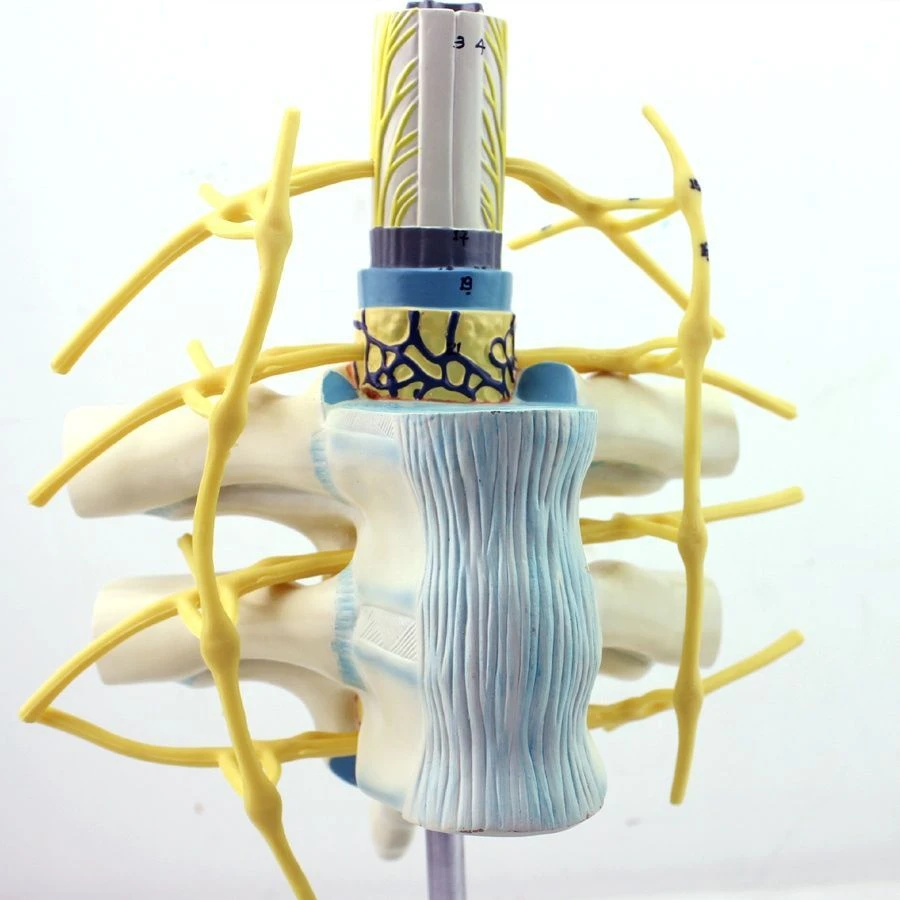 نموذج العمود الفقري والحبل الشوكي البشرية، 18106