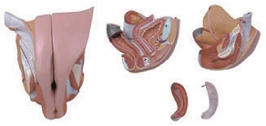 نموذج الأعضاء التناسلية الأنثوية، رقم G5105