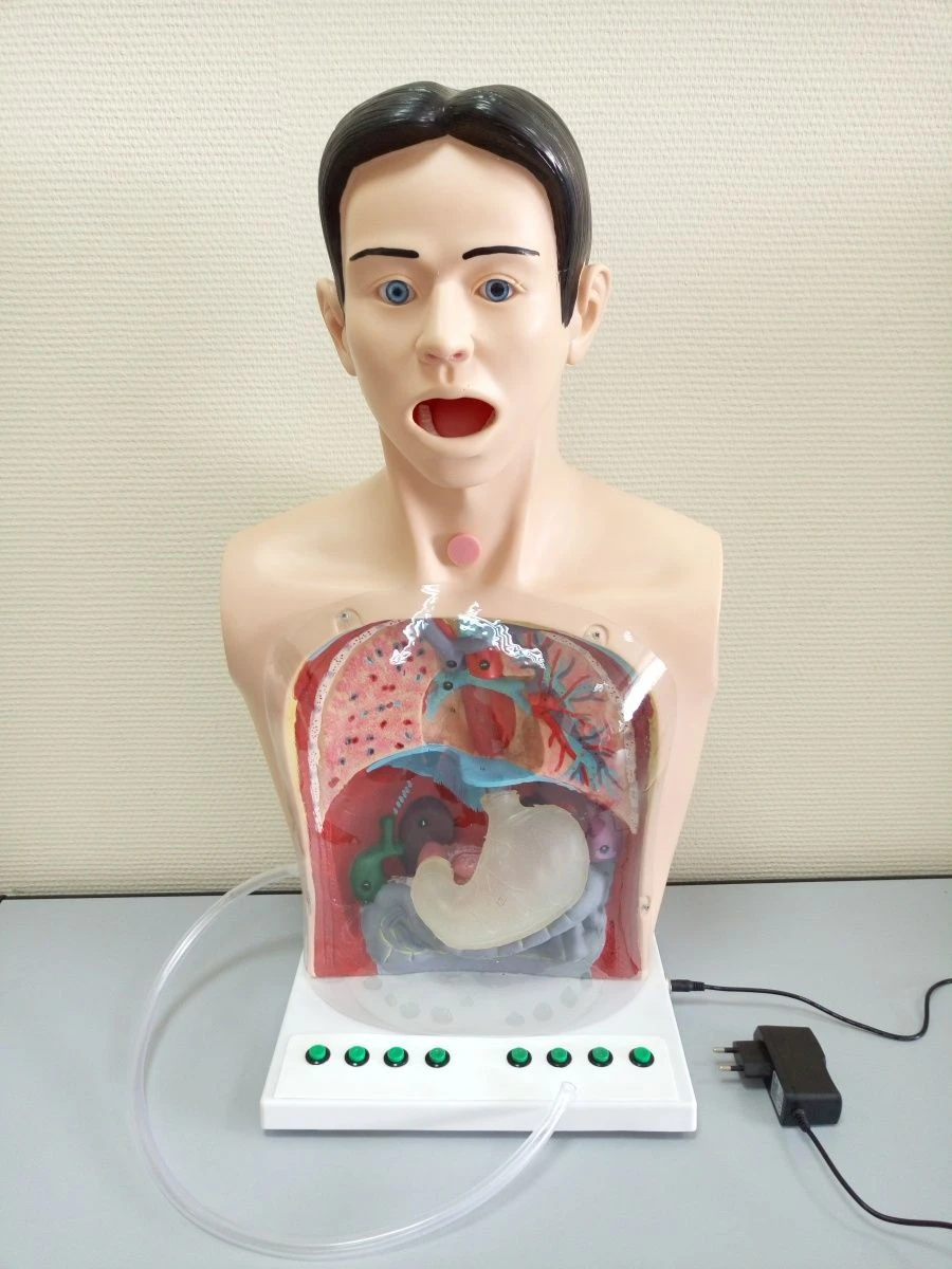 محاكي الجسم العلوي للبالغين لغسيل المعدة، النموذج A2