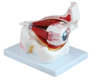 نموذج العين البشرية (6:1) الفن. S7102/S7104