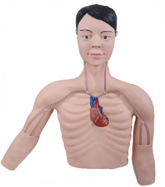 Central and Peripheral Venous Catheterization Training Simulator L69E