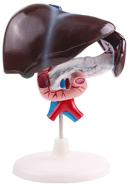 Model of Liver, Pancreas, Duodenum, Superior and Inferior Vena Cava - 12004-3
