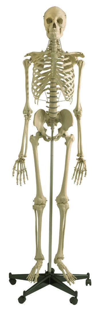 Human Skeleton Model 180 cm (Male) SK1101-1