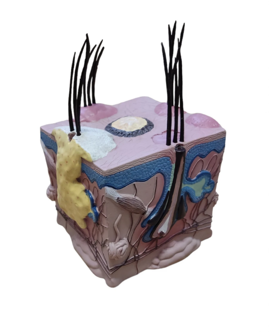 Enlarged Hair Follicle Model, ROST-VF