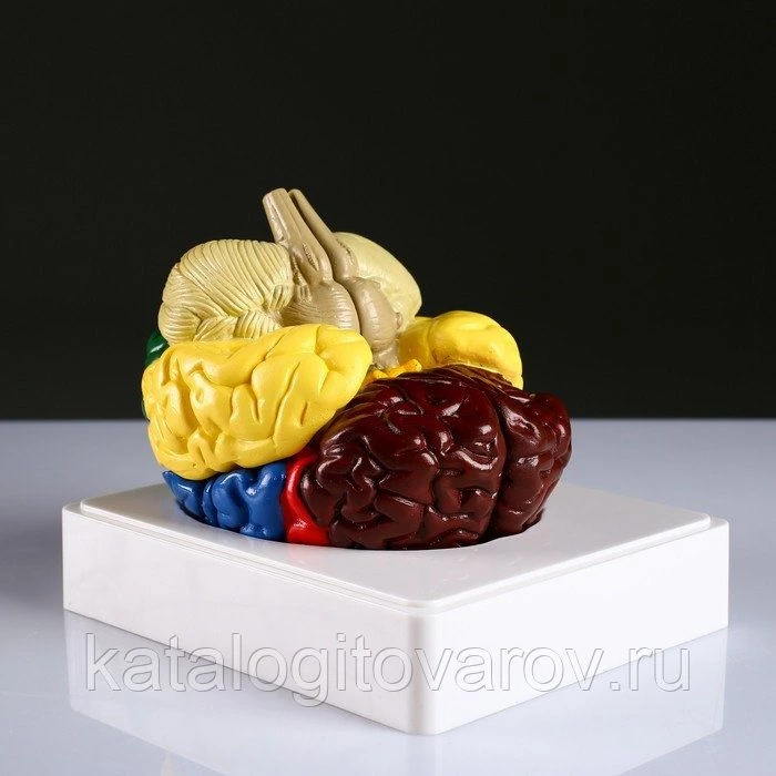 نموذج قشرة الدماغ المفصل 18205-1