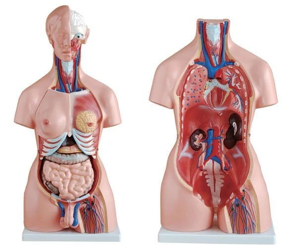 Human Body Model, Male and Female (85 cm), 10003