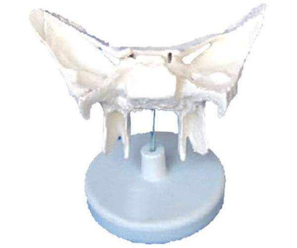 Enlarged Sphenoid Bone Model on Stand, 11120