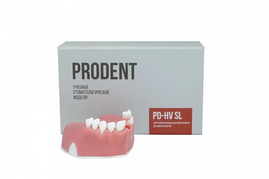 Upper Jaw Dental Model for Implantology Training and Sinus Lifting PD-HV SL