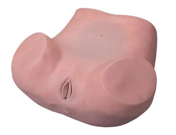 Gynecological Examination Model, 6