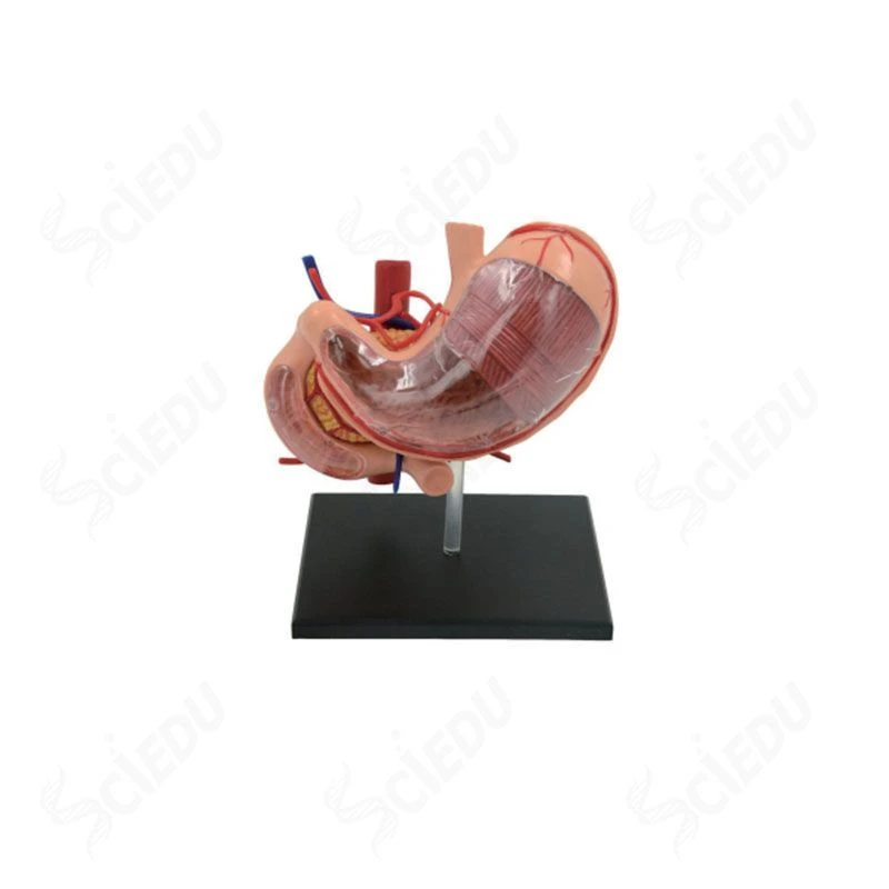 4D Anatomical Stomach Model for Detailed Human Anatomy Study, 12002-2/D2002