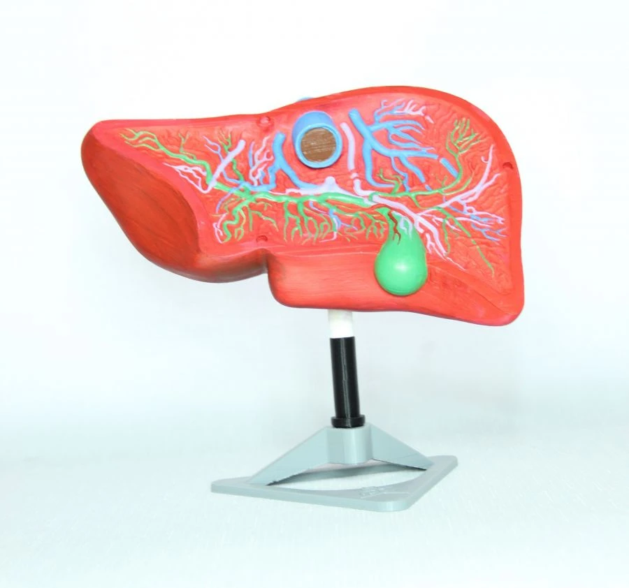 نموذج الكبد البشري، ROST/12008