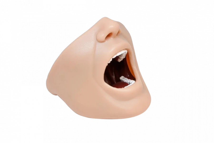 Anatomical Upper and Lower Jaw Model for Anesthesia Training PD-MA