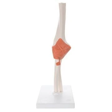 Functional Life-Size Elbow Joint Model SK2112