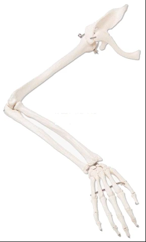 نموذج العظام اليد والكتف، آر. 11123