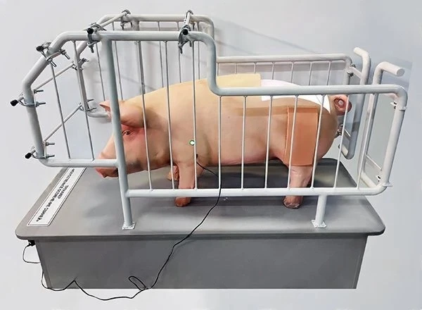 Veterinary Training Simulator for Swine Reproduction and Disease Study