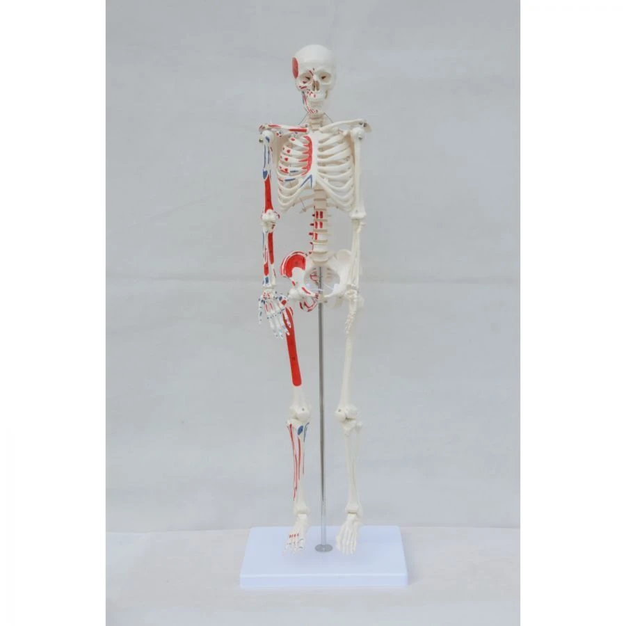 Human Skeleton Model with Muscle Attachment Points, 180 cm, 11102-2