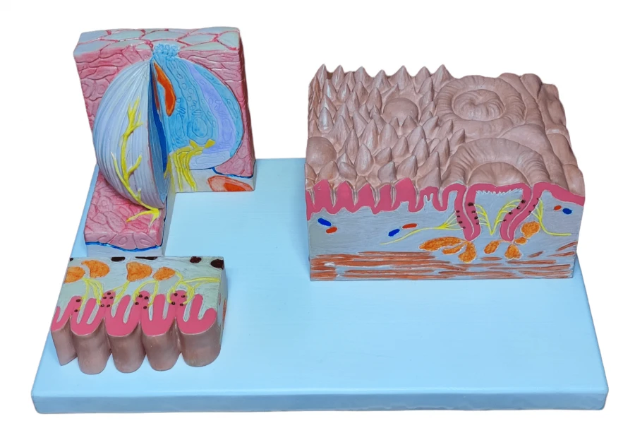 نموذج لسان مُكبر، ROST-17208
