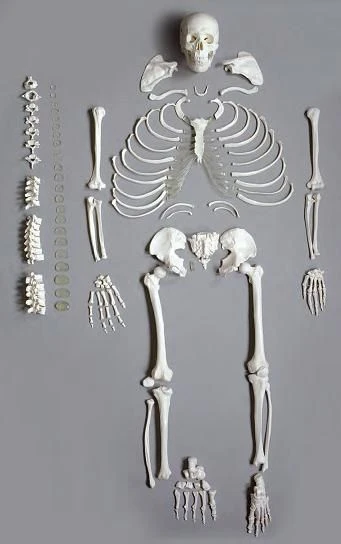 Life-Size Human Skeleton Model, 11103