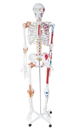Human Skeleton Model with Muscle and Tendon Attachment Points, 180 cm, Model 11102-1