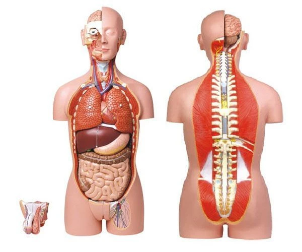 نموذج الجسم التشريحي (للجنسين) 85 سم، 10003A
