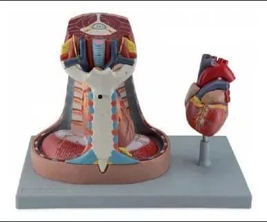 نموذج المنصف التشريحي، 13014
