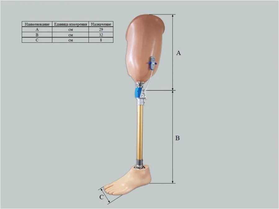 Custom Therapeutic Training Hip Prosthesis