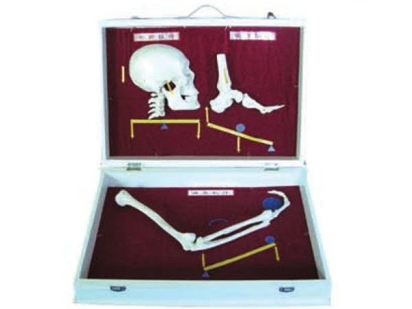 Human Bone Joint Classification Model, 11211