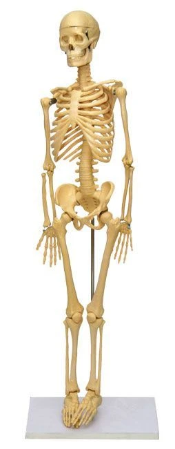 Anatomical Human Skeleton Model 85 cm - 11101-3