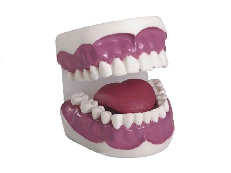 Enhanced Dental Care Model K2 with 28 Teeth
