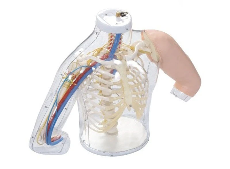 Transparent Injection Model with Veins and Nerves, H30