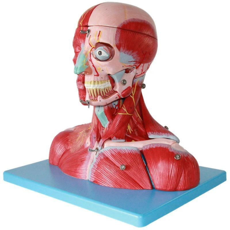 Head and Neck Muscle and Vessel Model, 18211